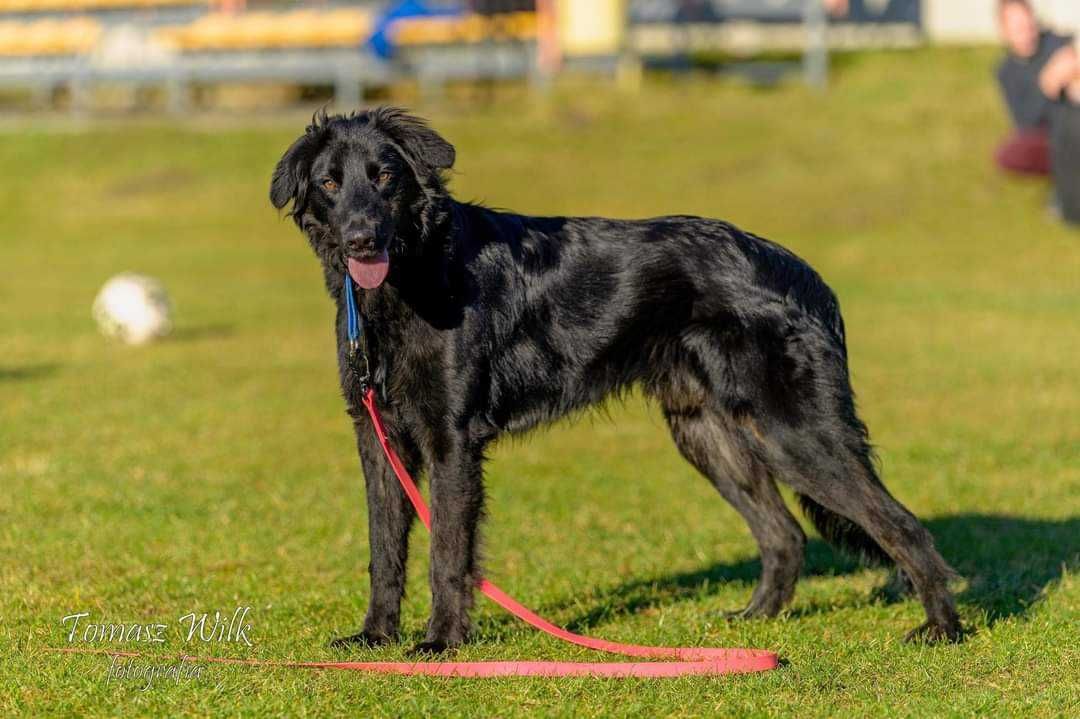 PILNA adopcja 1,5 rocznego psa