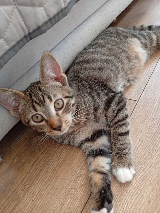 Kotki do adopcji. Wyszków + okolice. OD ZARAZ