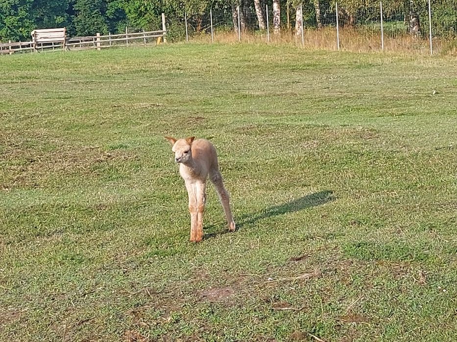 Sprzedam samca alpakę