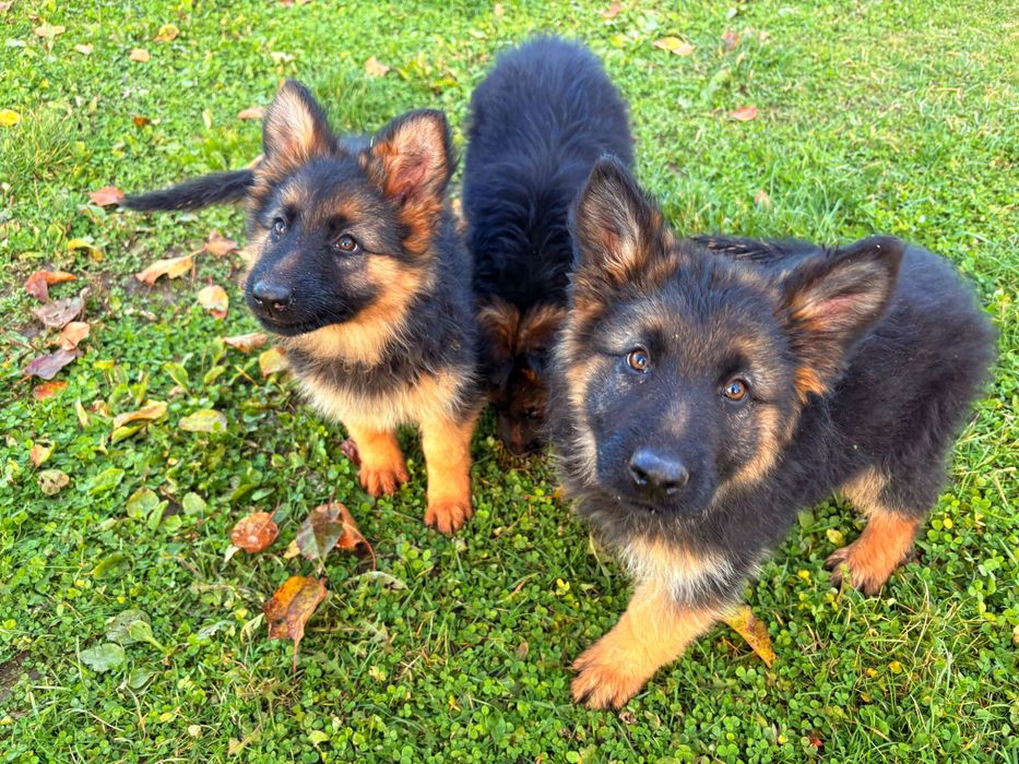 Owczarek Niemiecki Długowłosy