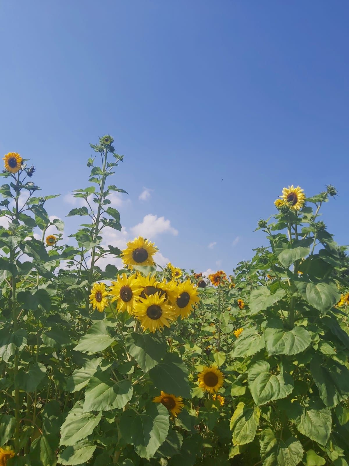 Słonecznik ozdobny na kwiat cięty lub idealne pole na sesję zdjęciową