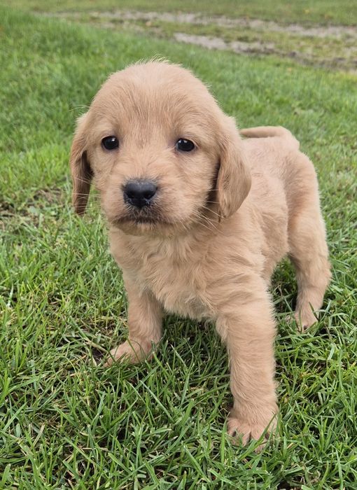 Mini Labradoodle Samczyk