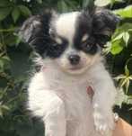 Chihuahua piesek cudny