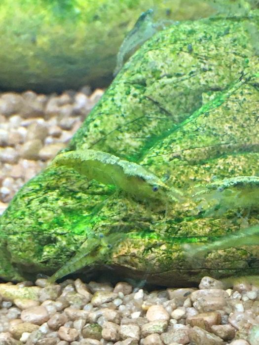 Krewetki green jade