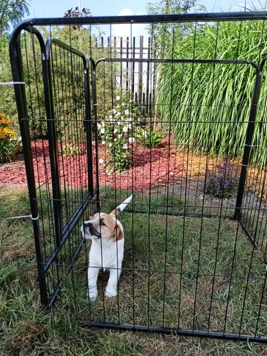 Jack Russell Terrier ZkwP FCI