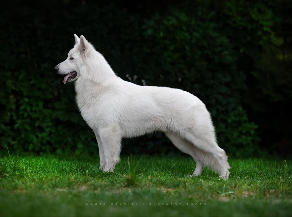 Szczeniak gotowy do odbioru- Biały Owczarek Szwajcarski!