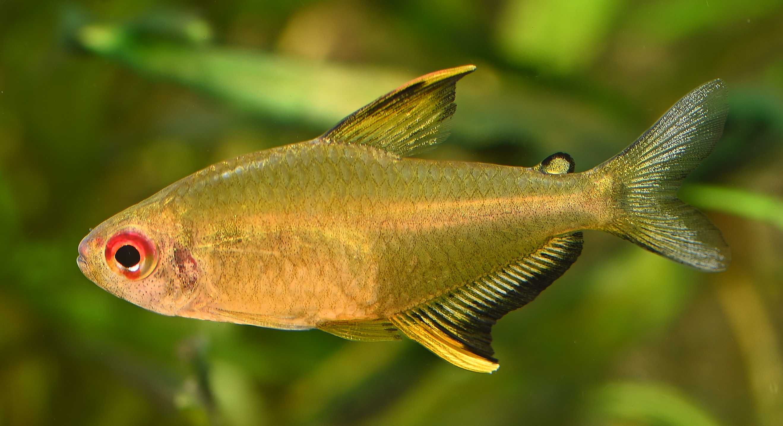 Bystrzyk pięknopłetwy - Hyphessobrycon pulchripinnis - dowóz, wysyłka