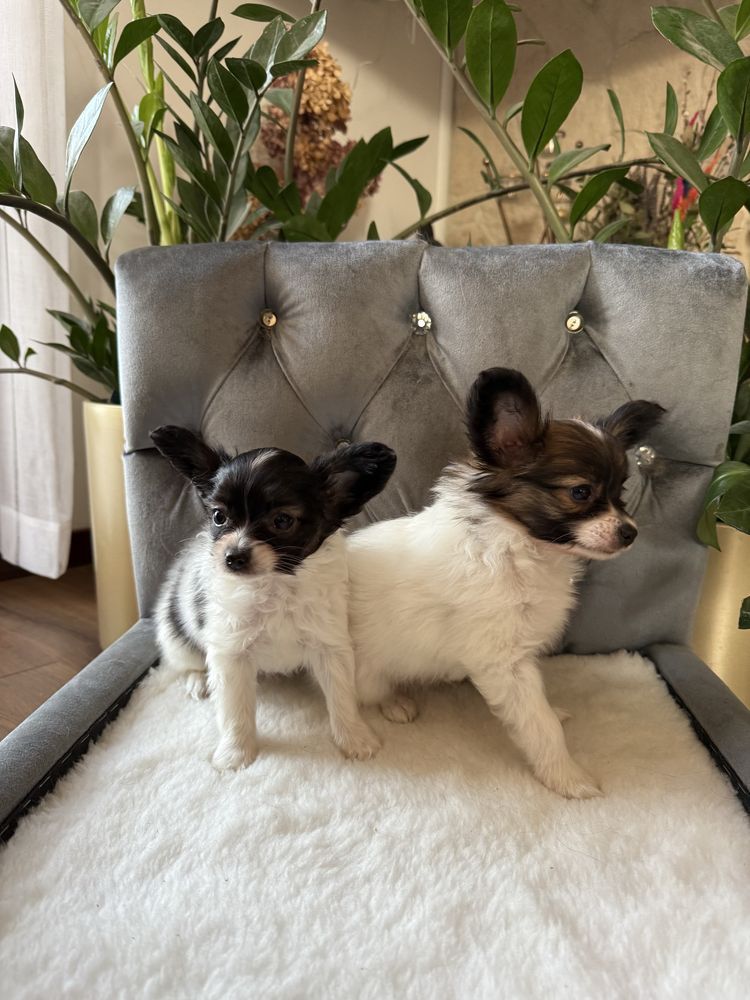 Papillon szczeniak piesek - Spaniel kontynentalny miniaturowy