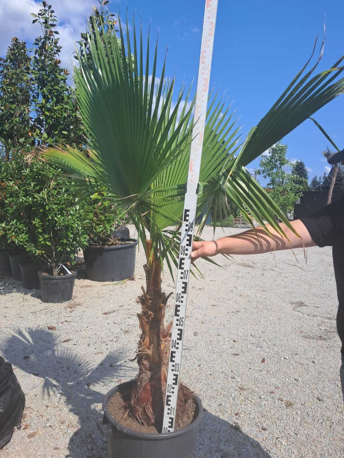 Washingtonia robusta Palma
