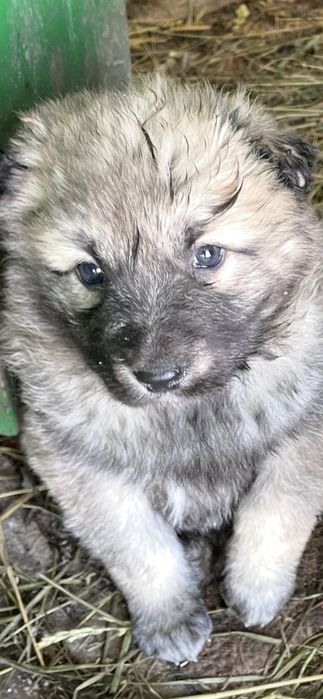 Цуценята кавказької вівчарки