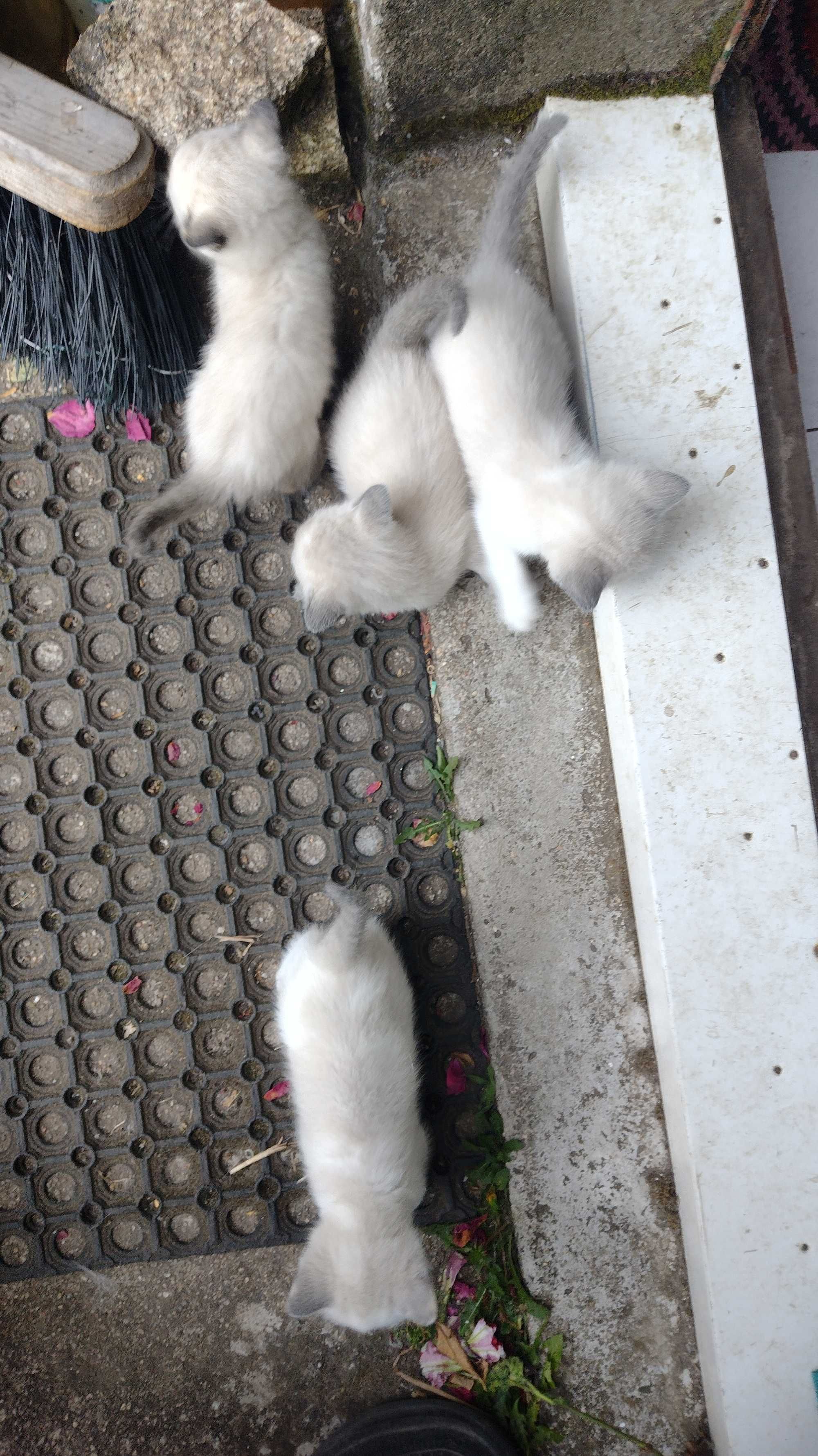 As gatinhas para adopção