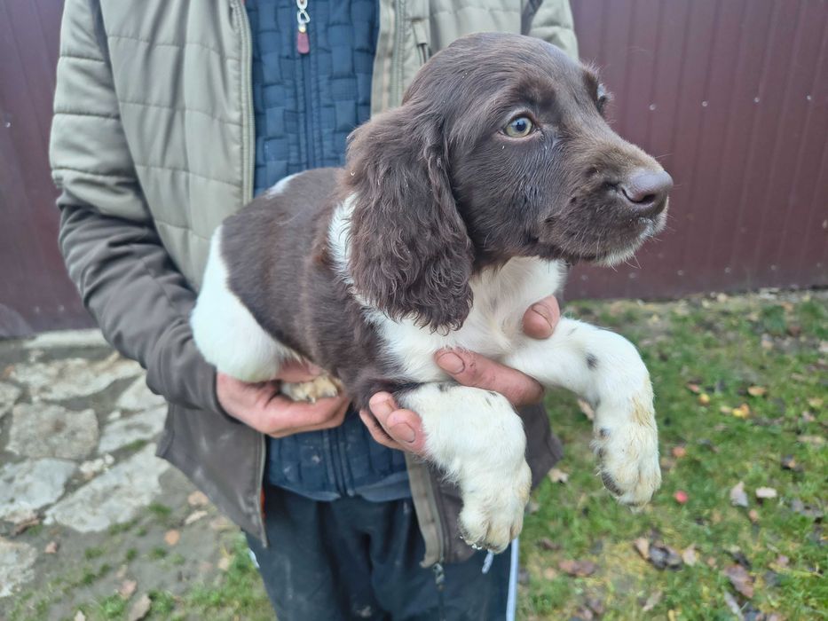 Mały munsterlander piękny szczeniak piesek