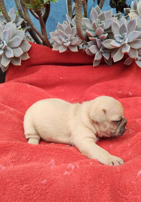 Bulldog Francês Lilac Fawn