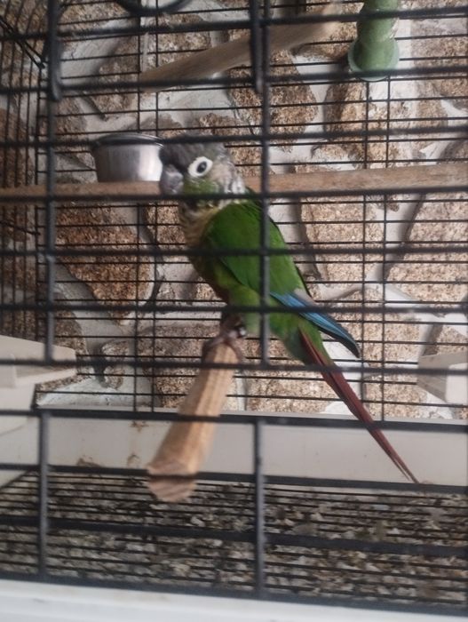 Phyurra domesticada macho cara suja do pantanal