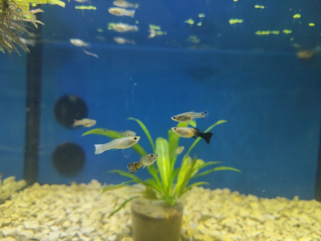 Guppys variados criação própria