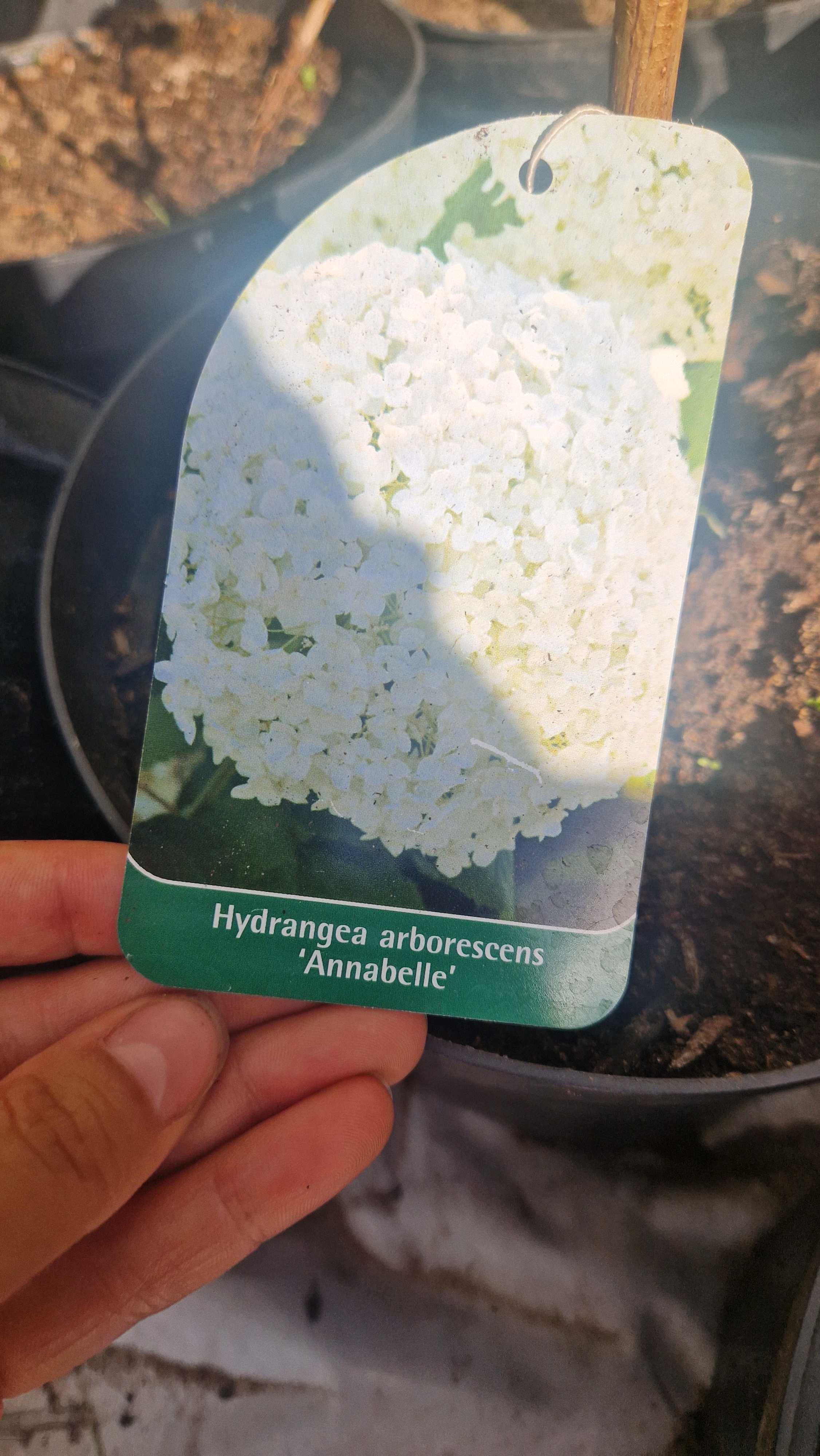 Hortensja annabelle