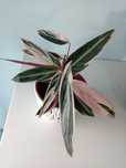 Calathea Stromanthe Triostar kwiaty doniczkowe z domowych nadwyżek