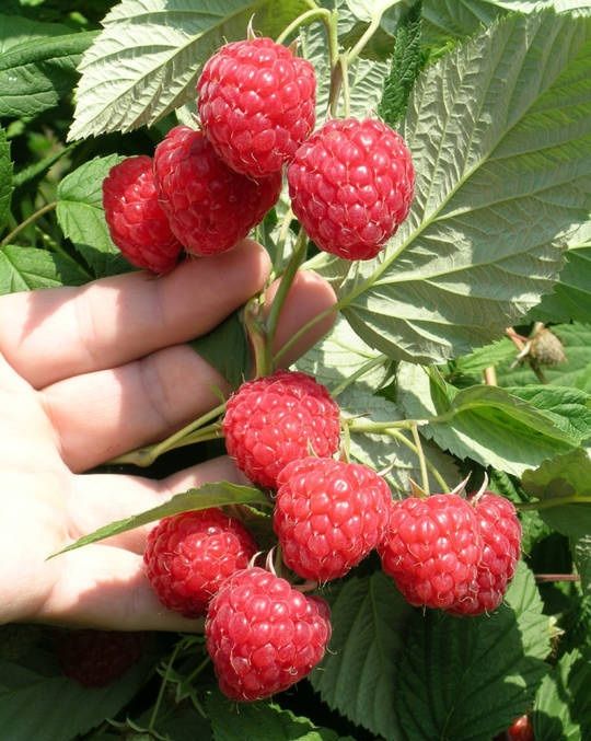 Sadzonki maliny LASZKA ekologiczna, SMACZNIE ZDROWO I Z OGRÓDKA