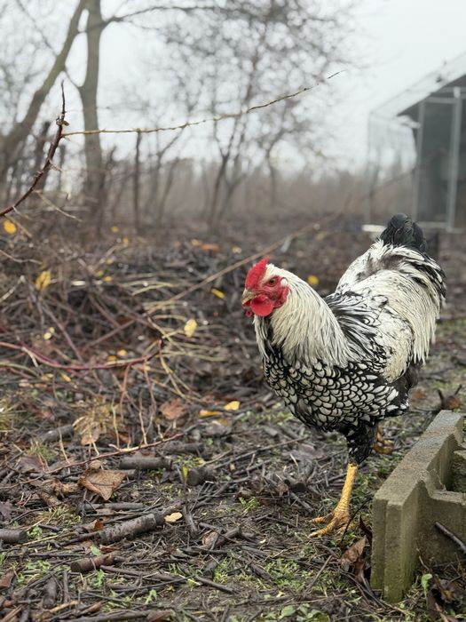 Молоді півні породи Віандот Срібло — чистопородний молодняк