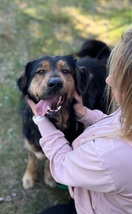 Klusia wyrzucona w lesie po latach stróżowania - adoptuj, uratuj
