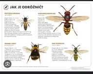 Likwidacja i zwalczanie gniazd os i szerszeni