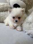 Pomeranian, szpic miniaturowy suczka