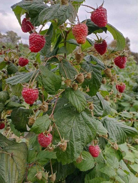 Саджанці малини Маравілла, ціна за 1 штуку