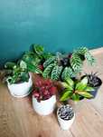 Zestaw 6 roślin philodendron calathea fittonia monstera