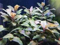 Sadzonki Bucephalandra Shine Blue