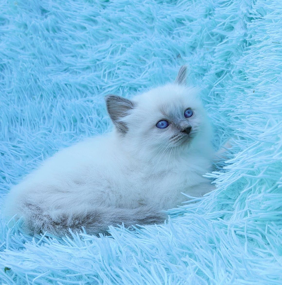 Ragdoll kotka seal point
