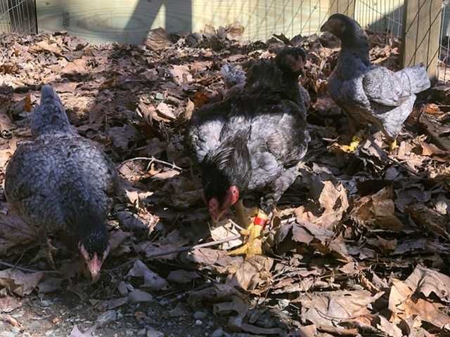 Інкубаційне яйце курей Корніш: блакитний, фарфоровий