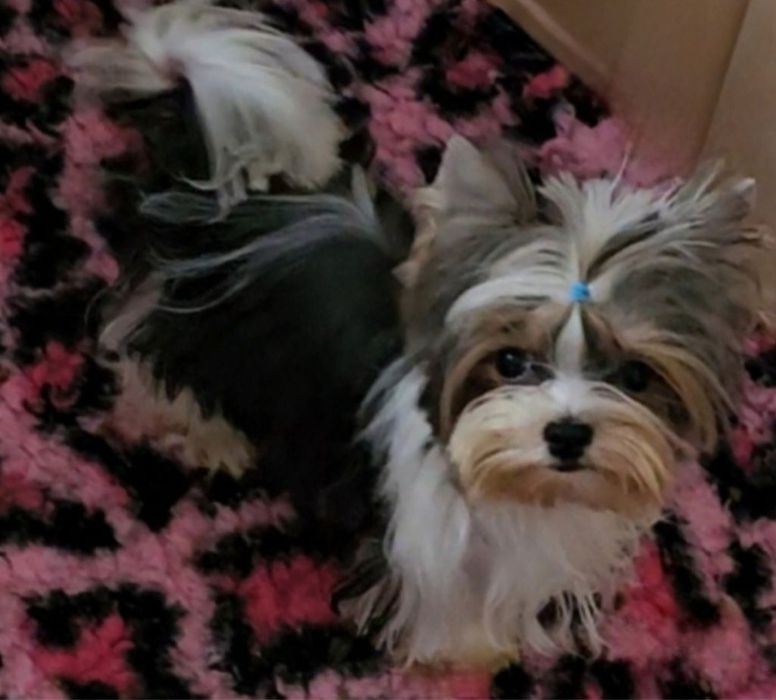 Malusieńki tylko 1.2kg!!! unikatowy pieseczek Biewer Terrier