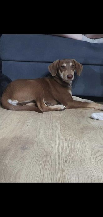 Ośmiomiesięczna suczka do adopcji