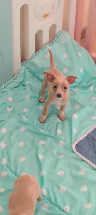 Chihuahua piesek Bolo