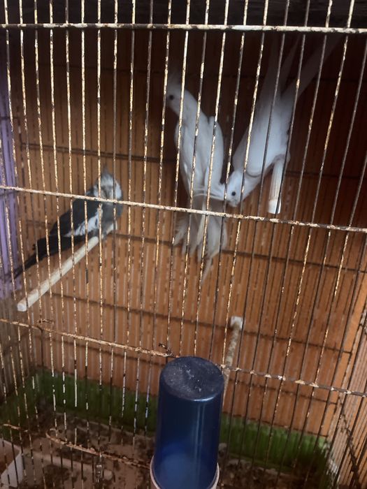 Varias Aves para nova casa