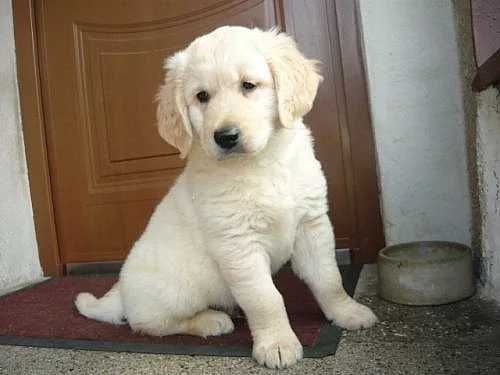 golden retriever