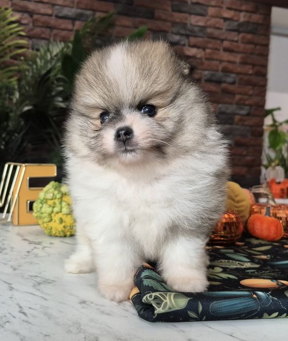 szpic miniaturowy pomeranian chłopiec