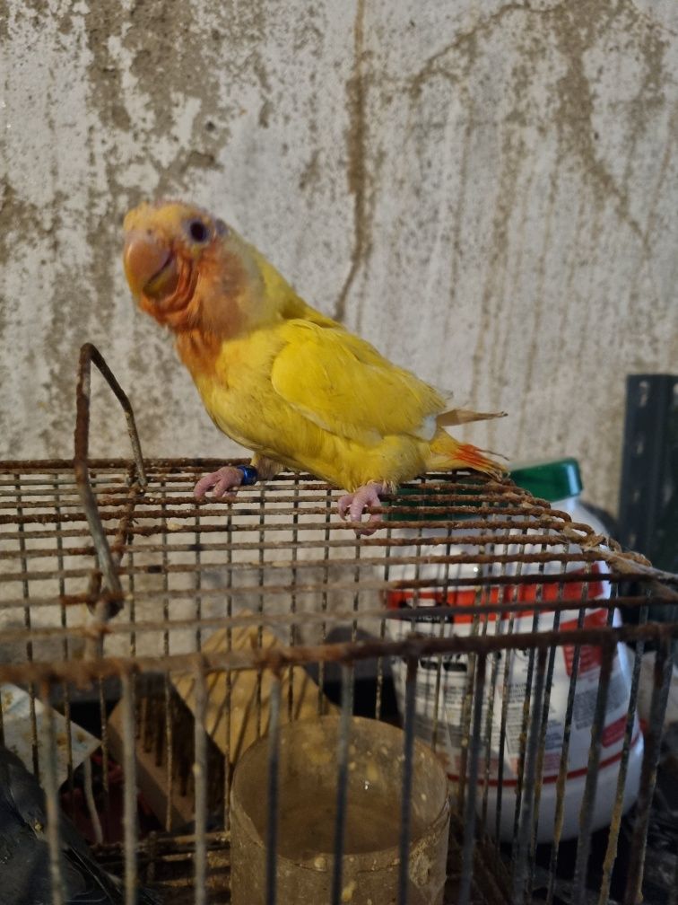 Agapornis roseicollis domesticados para criar a mao
