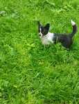Chihuahua pies dorosły