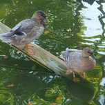 Para kaczek call duck