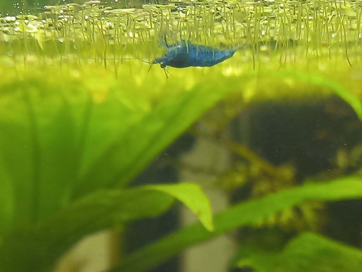 Neocaridina Blue Dream