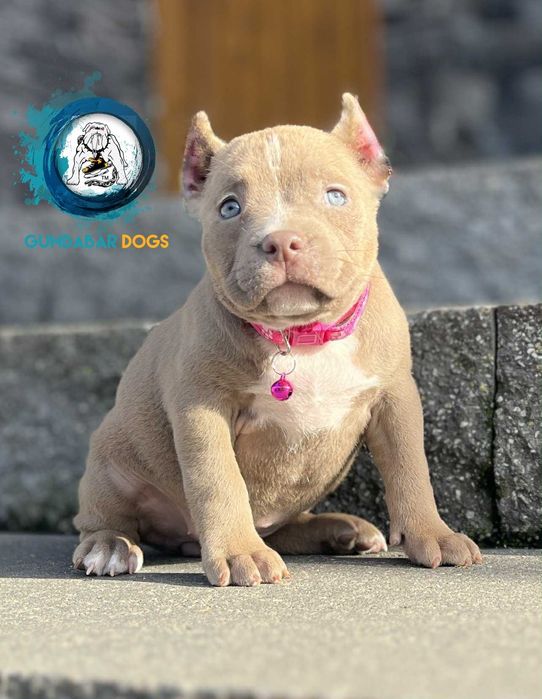 American Bully Suczka ABKC