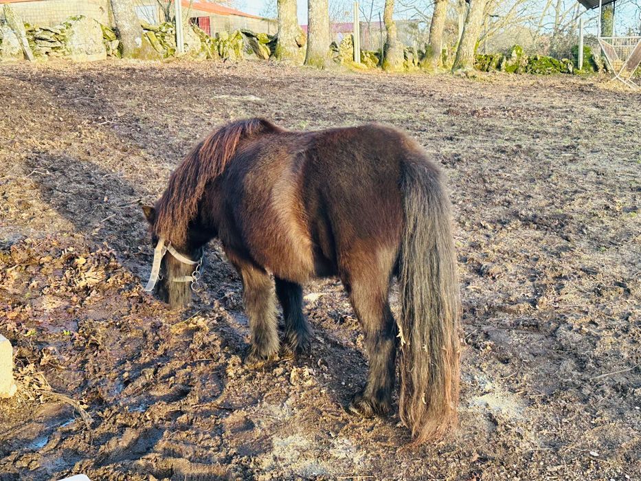 Poney preto fêmea