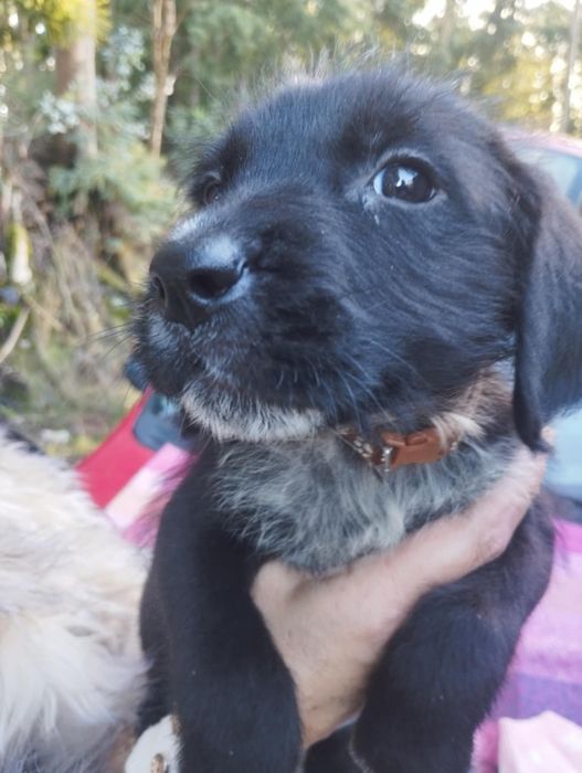 Valentim para adoção muito responsável