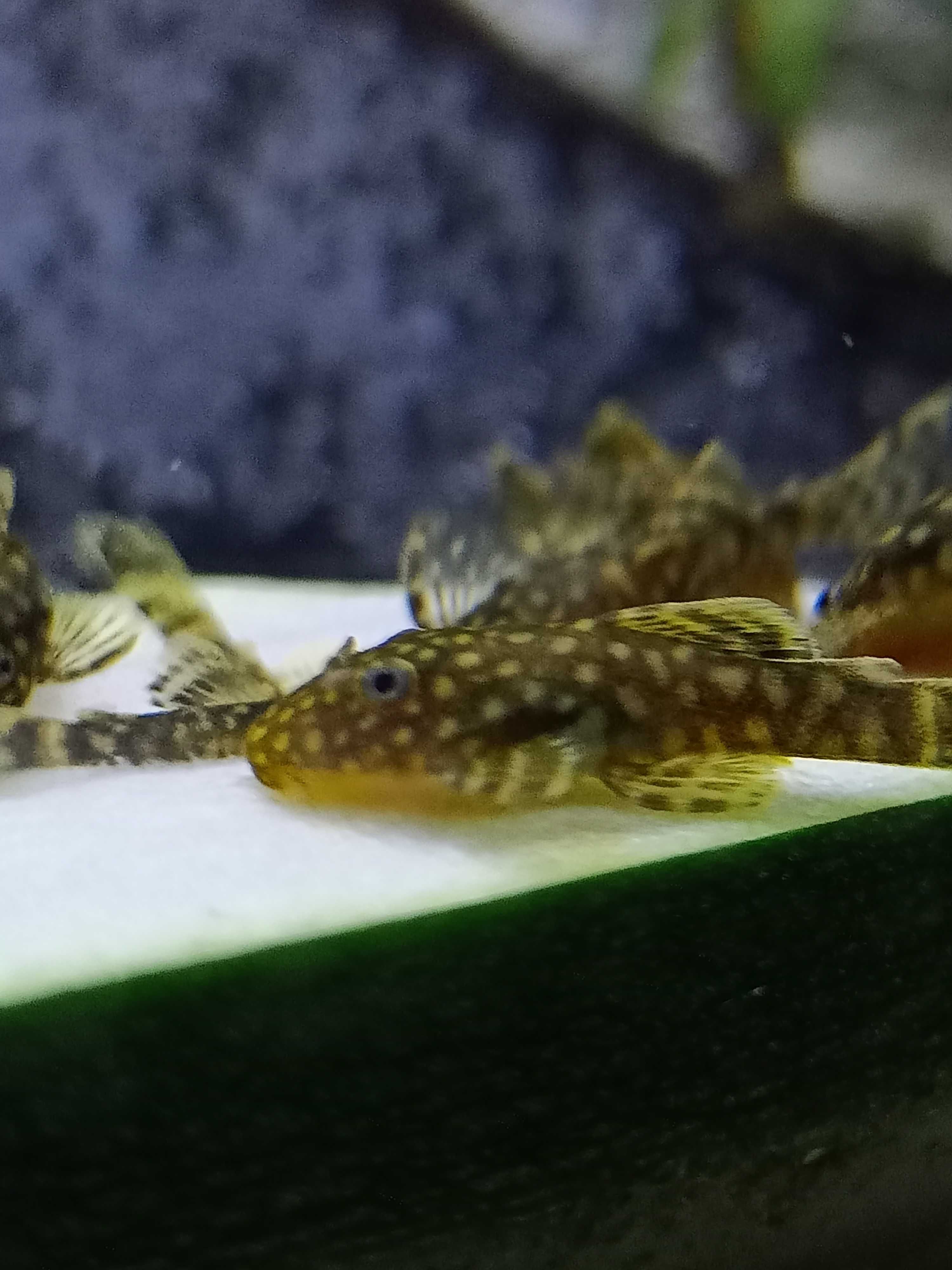 Ancistrus SP - Juvenis - ( +/-2.5cm) - 2/3 meses  - Criação Própria