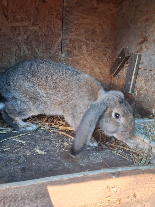 Króliki Baran francuski