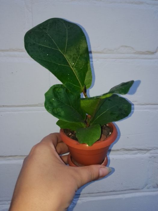 Фікуси Лірата, Мокламе, Бенджаміна, Бененджей