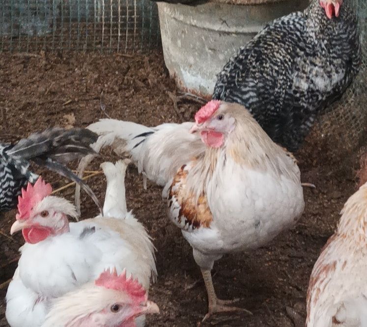 Kogut z Genem oliwkowego jajka