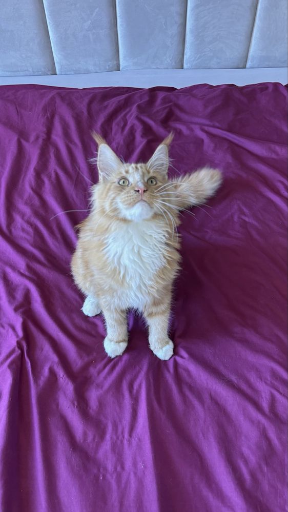REZERWACJA Kocurek Maine Coon gotowy do odbioru
