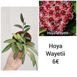 Hoya Wayetii - flor de Cera